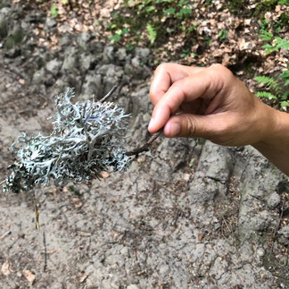 lichen