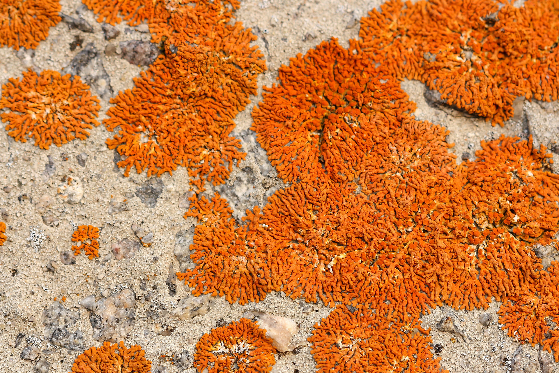 lichen