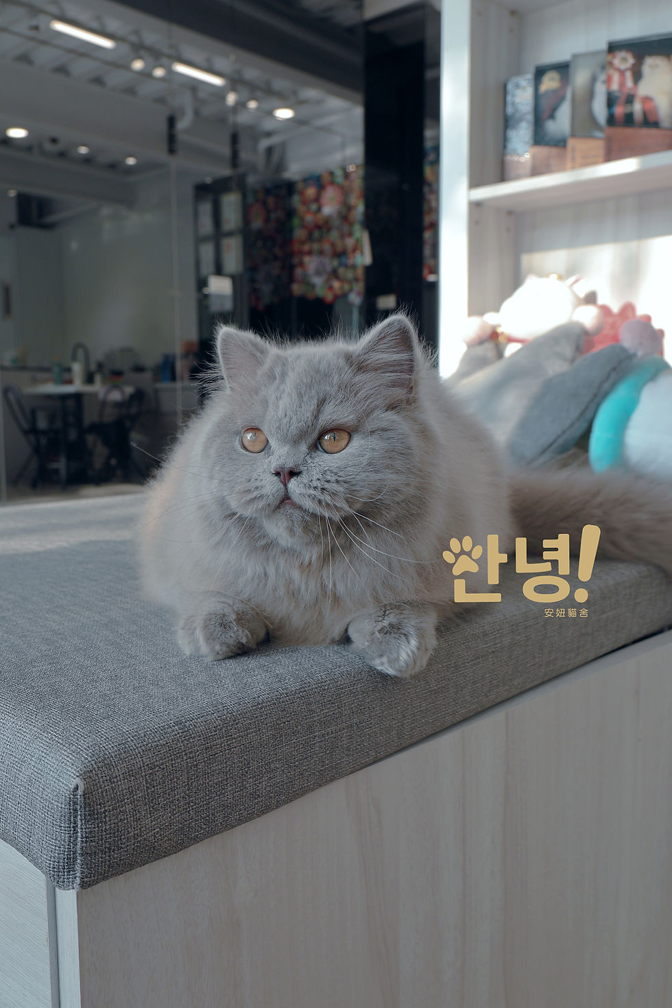 縮圖：紫丁香 英國長毛貓
