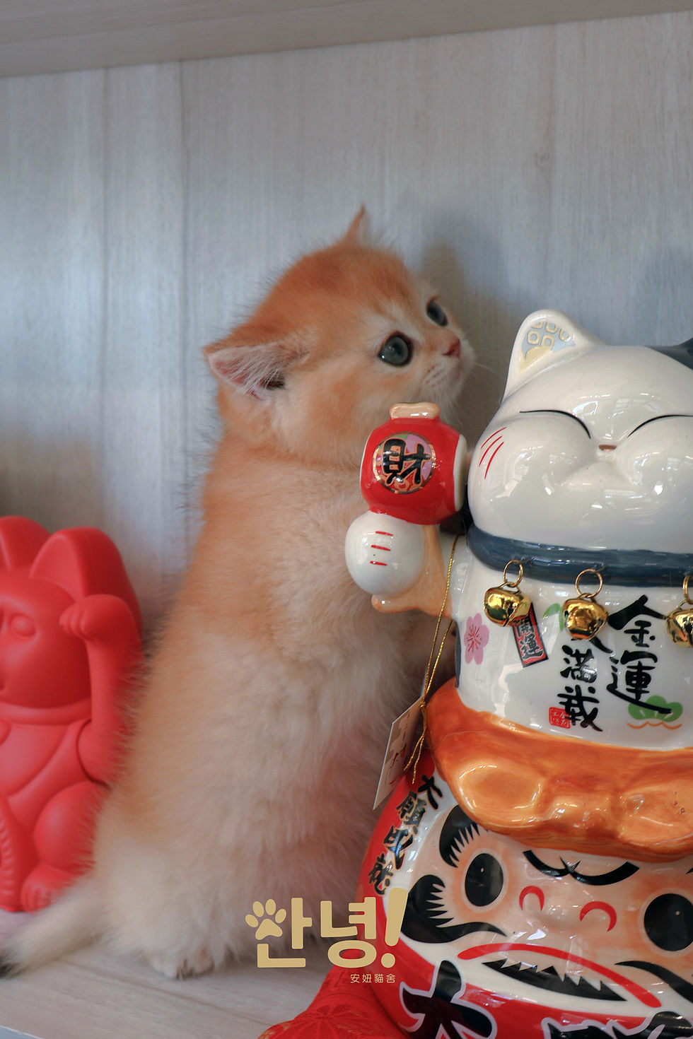 縮圖：金漸層 英國短毛貓