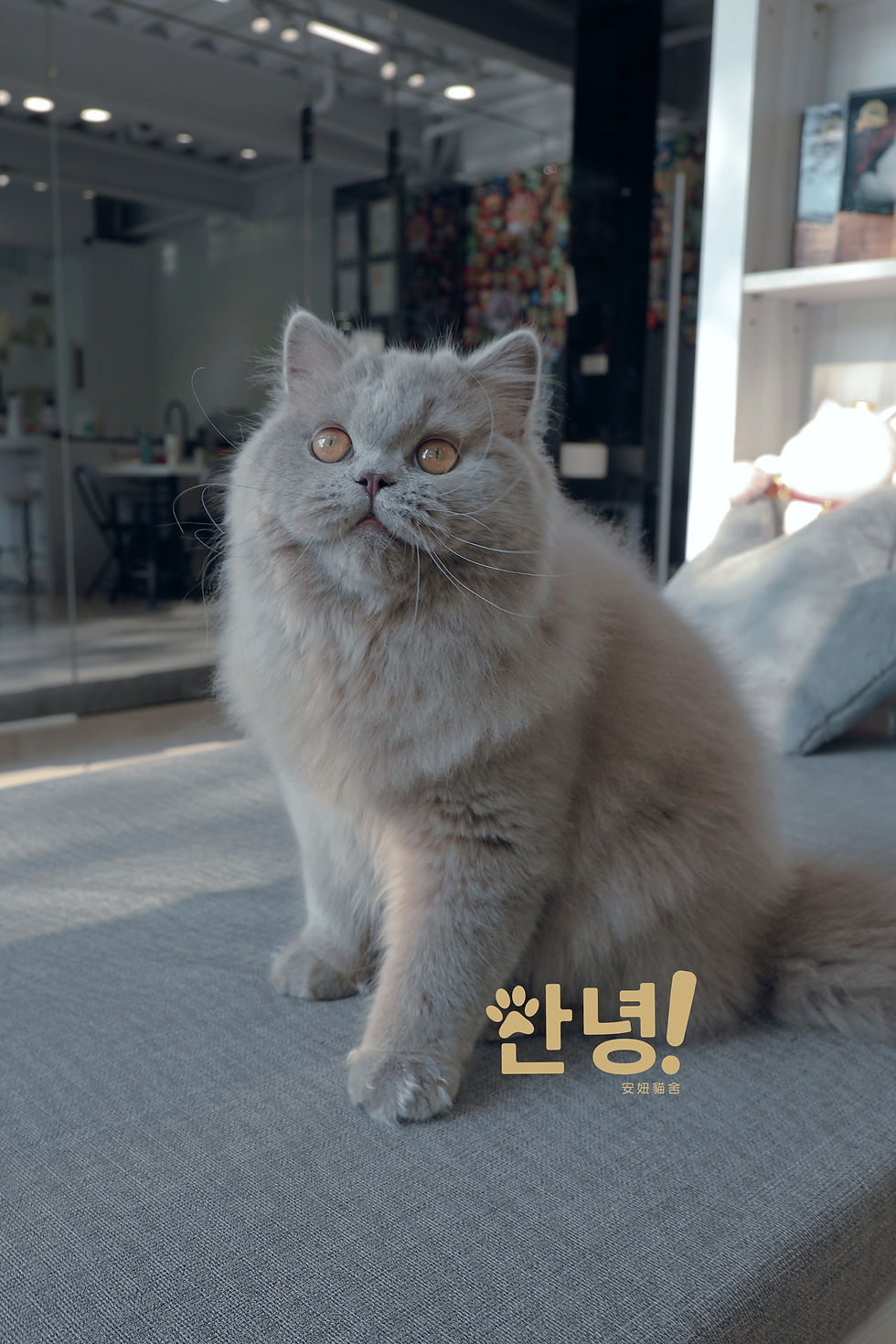 縮圖：紫丁香 英國長毛貓