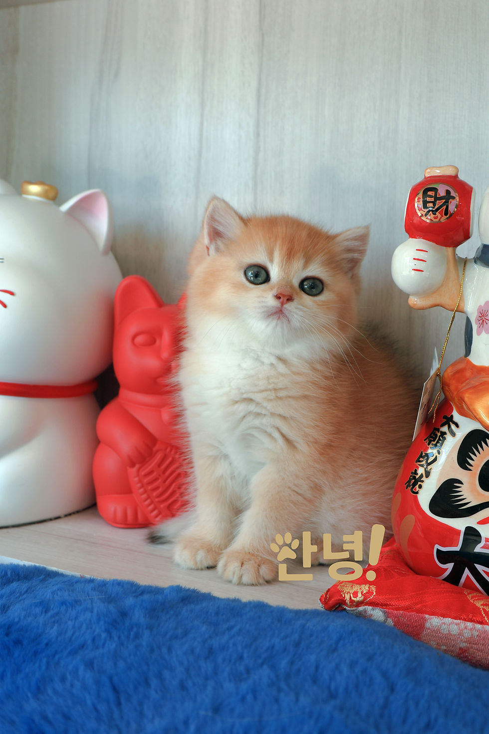 縮圖：金漸層 英國短毛貓