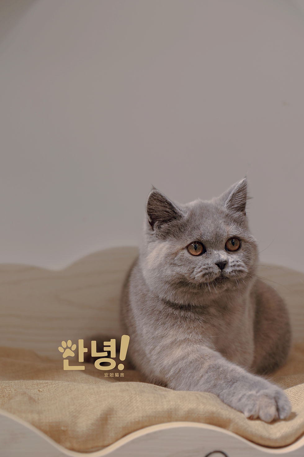 縮圖：藍玳瑁 英國短毛貓
