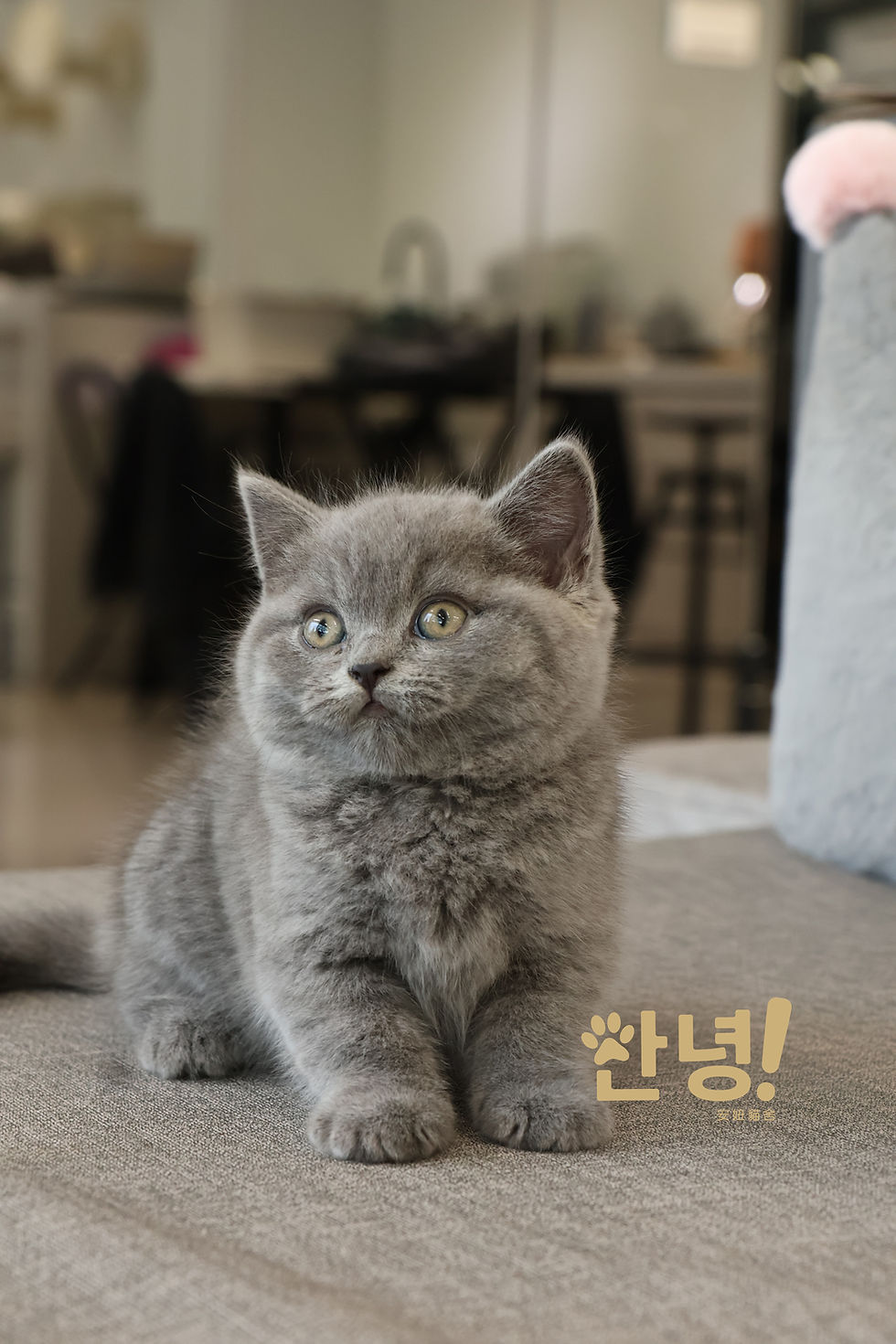 縮圖：藍 英國短毛貓