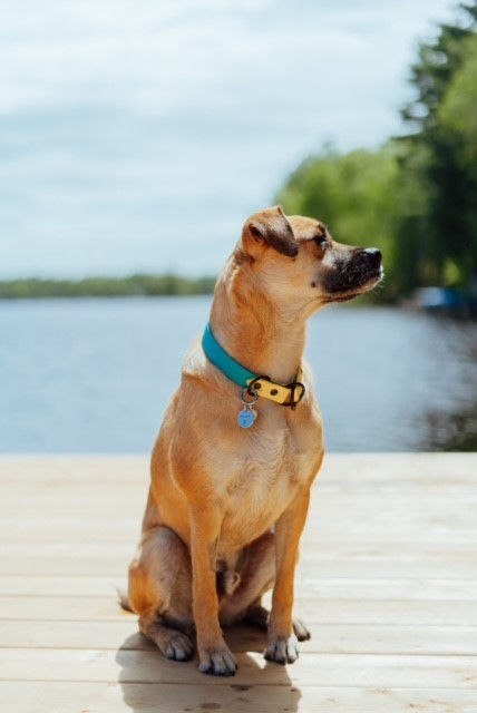 Thumbnail: The Basic Two-Tone Slip Collar