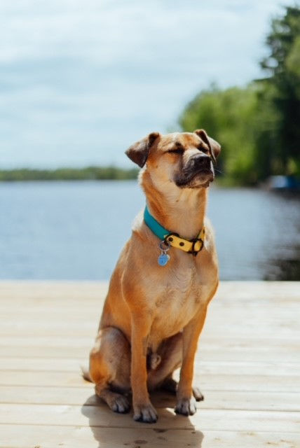 Thumbnail: The Basic Two-Tone Slip Collar