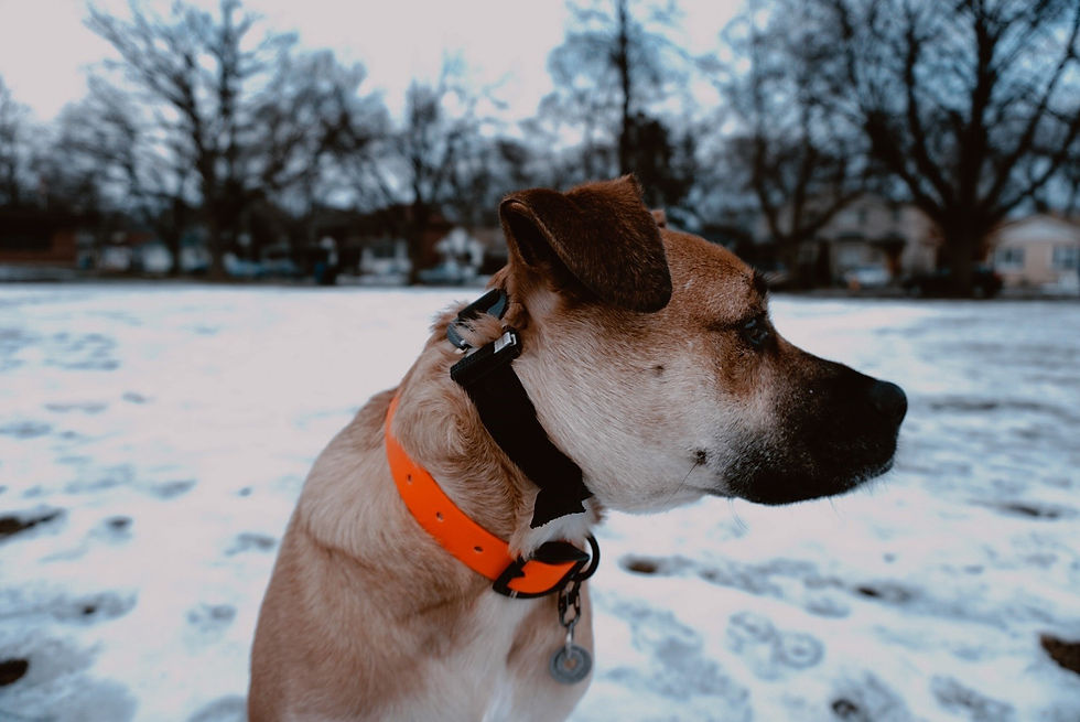Thumbnail: The Stretch E-Collar Strap