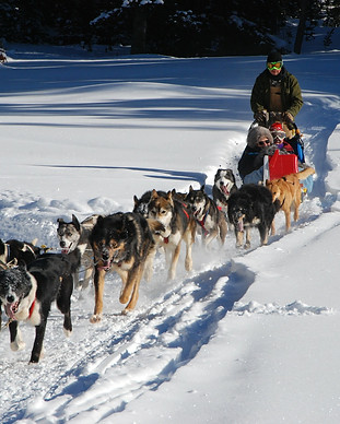 dog-sled-278875_1920.jpg