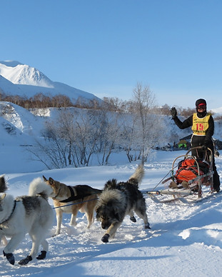 dog-2600349.jpg