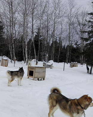 chenil-chiens-de-traineau.jpg