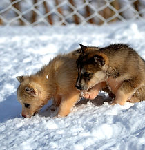 siberian-husky-329254_1920.jpg