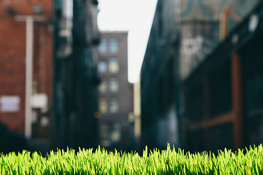 lush-green-grass-in-foreground-and-the-seattle-c-2026-03-25-01-00-52-utc.jpg
