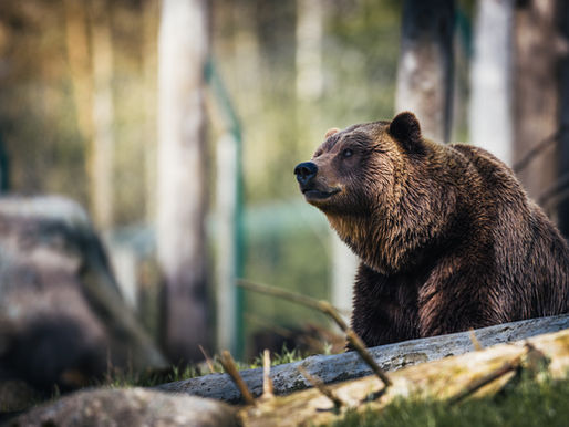 Großraubwild: Regulierung von Wolf und Bär muss in Länder-Hand!
