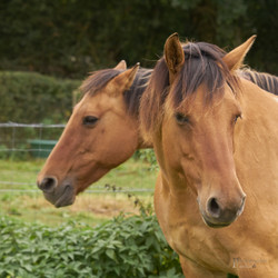 Venus et Yoda0119
