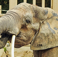 AnimalElephantAfrican6APOST-2_edited2PW.