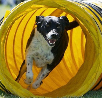 Zoey tunnel.jpg