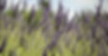 DTS_Life_In_Lilac_by_Martin_Boerr_12_edited.jpg