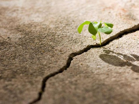 Resilience and Grit, Trying Again 