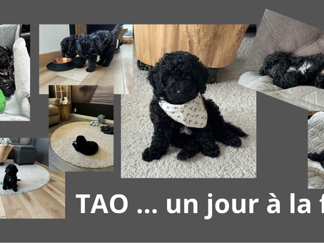Chiot, goldedoodle, chien d'assistance