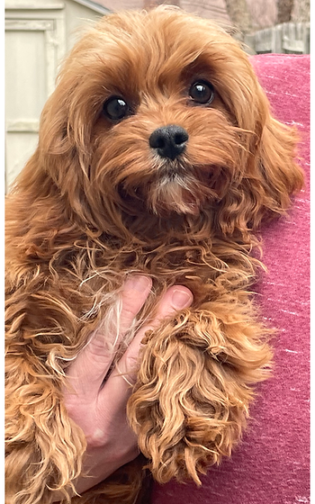 A brown puppy