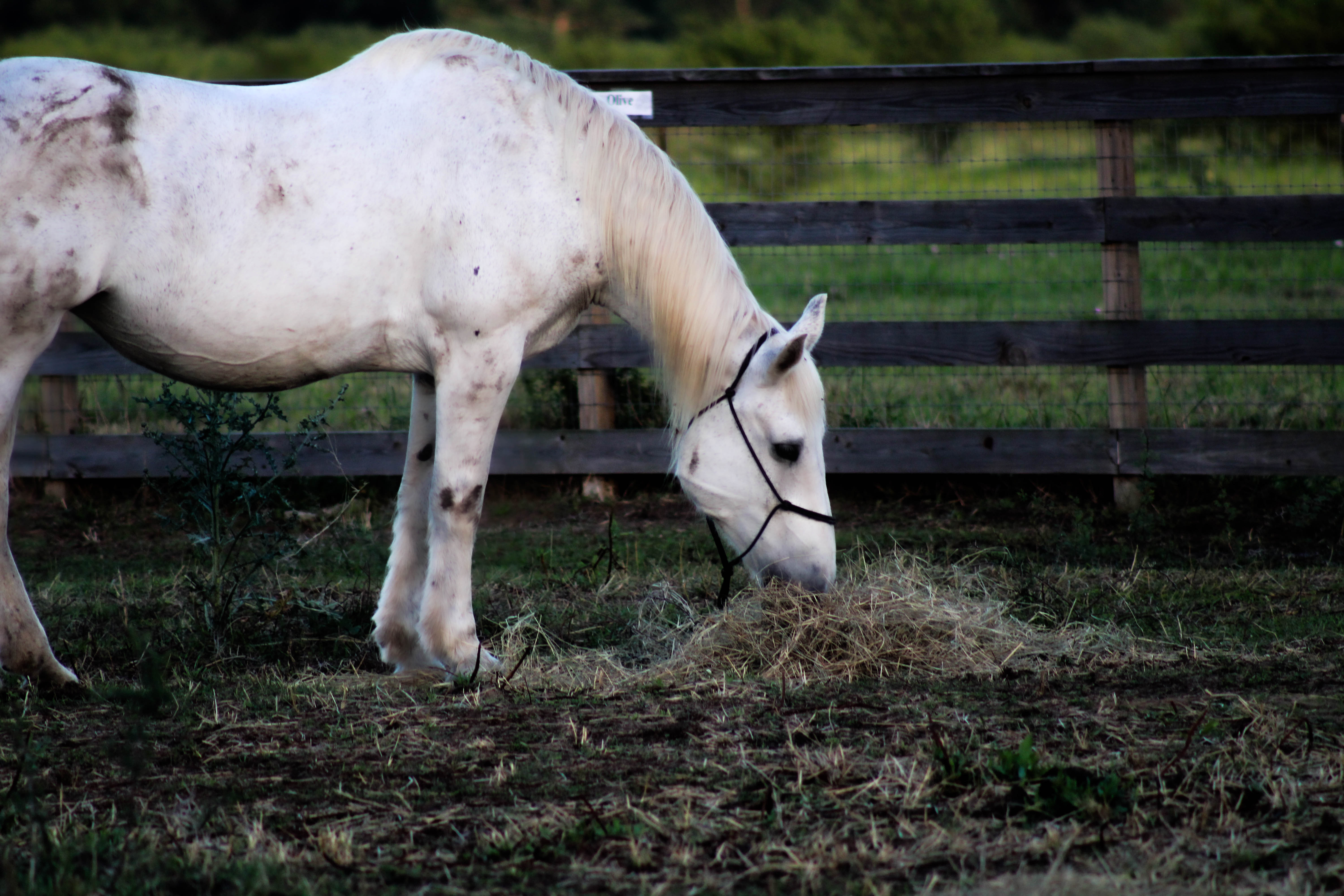 Time to snack on some grass