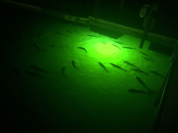 RedFish SCa.jpg