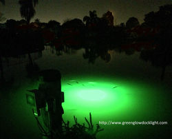 Fish feeding as dawn approaches