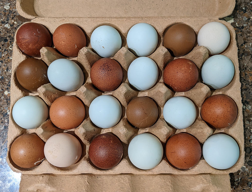 Blue eggs are Ameraucana