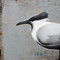 Sandwich Tern