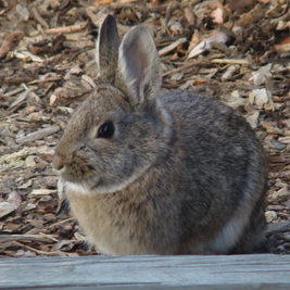 Rabbits and Radiators