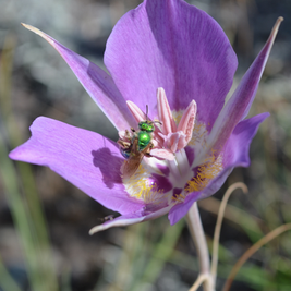 Bee-yond Grateful for Native Bees