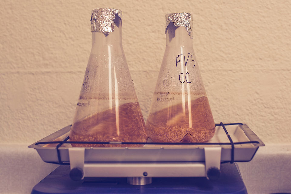 Flasks with yeast in them on a shaker table covered in foil.