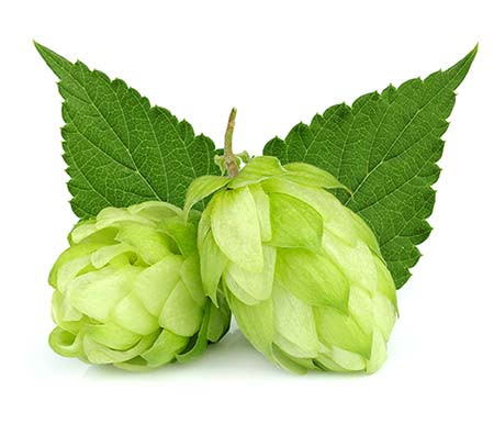 Hop flowers with green leves