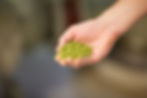A hand holds green hop pellets. The background is blurred, creating a focus on the pellets. The setting suggests a brewing environment.