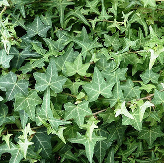 Hedera Helix.jpg