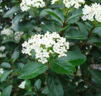 Viburnum 'Tinus'.jpg
