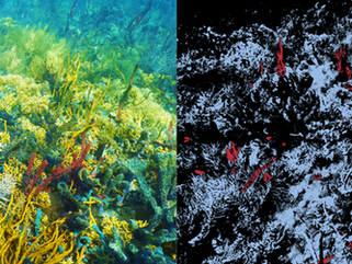 Ecotone - Underwater Hyperspectral Imaging