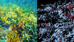 Ecotone - Underwater Hyperspectral Imaging