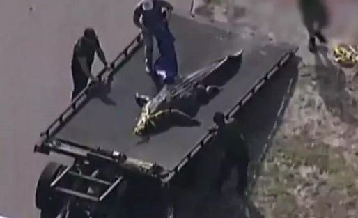 Veja vídeo: Mulher é devorada por crocodilo de 4 metros em acampamento