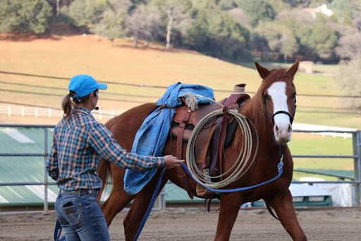 Person in a blue cap and checkered shirt leads a saddled horse with a rope. Outdoor setting with trees and hills in the background.