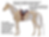 Illustration of a horse skeleton with a saddle. Text indicates proper saddle placement: behind shoulder blade, not past last thoracic vertebra.