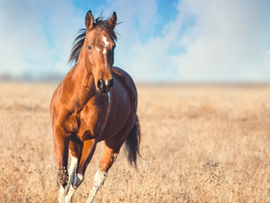 Brown horse gallops through a golden field under a clear blue sky, displaying strength and freedom.