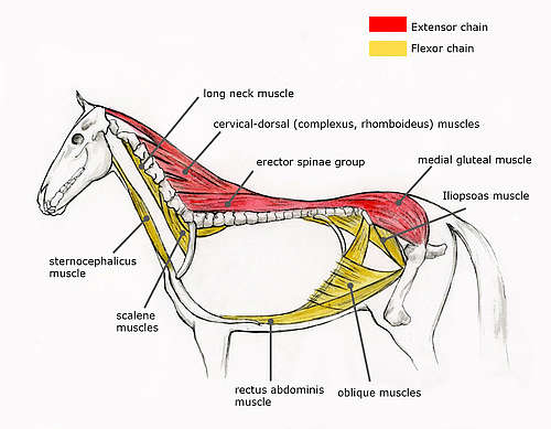 Diagram of a horse's muscular system. Muscles are labeled with text. Extensor muscles are highlighted in red, flexor muscles in yellow.