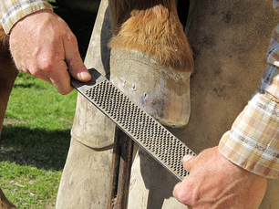 Hoof Rasping
