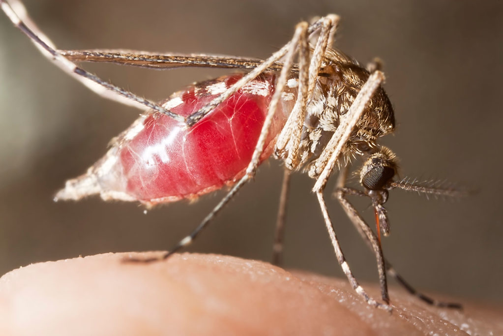 Close-up of a mosquito with a red abdomen feeding on human skin. The mosquito's details are sharp against a blurred background.