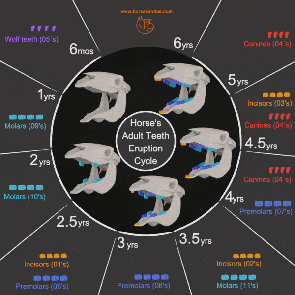 Diagram showing horse teeth eruption cycle by age, with labeled illustrations from 6 months to 6 years. Teeth types shown in colors.