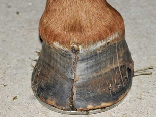 Close-up of a horse's hoof with a visible crack and wear on a concrete floor. Brown and black tones, showing wear and natural texture.