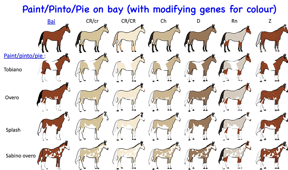 Illustration of horses with different coat colors and patterns. Text: "Paint/Pinto/Pie on bay" and gene labels like "Tobiano," "Overo."