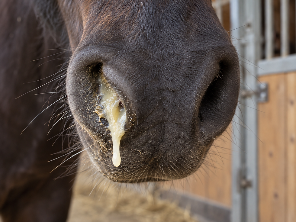 Close-up of a horse’s nose with mucus dripping in a stable doorway, dark fur and whiskers visible, suggesting discomfort