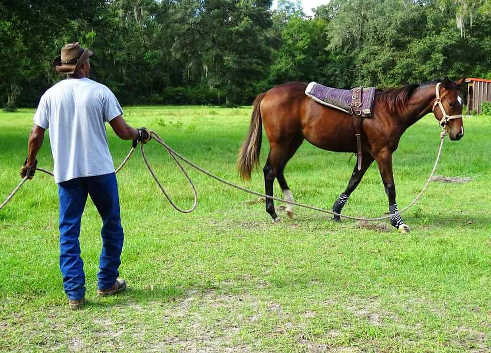 Man in a hat leads a brown horse on a rope in a grassy field with trees in the background. Horse has a saddle and leg wraps.